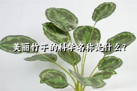 美丽竹芋的科学名称是什么？