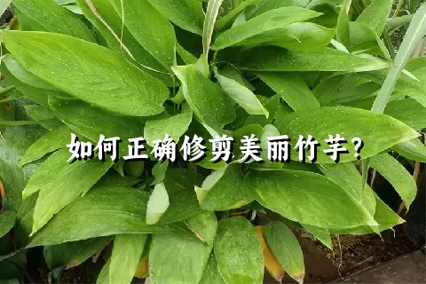 如何正确修剪美丽竹芋？