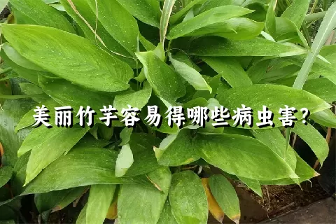 美丽竹芋容易得哪些病虫害？