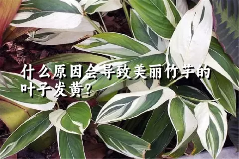 什么原因会导致美丽竹芋的叶子发黄？