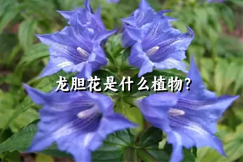 龙胆花是什么植物？