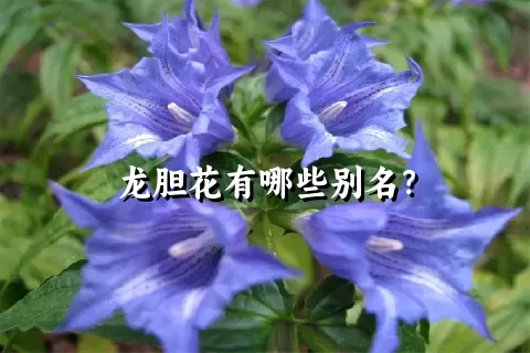 龙胆花有哪些别名？