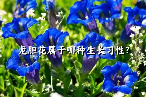 龙胆花属于哪种生长习性？