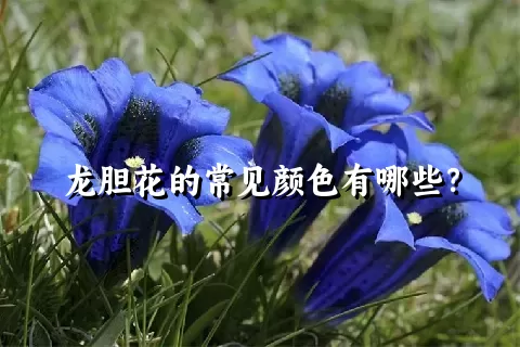龙胆花的常见颜色有哪些？