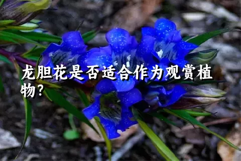 龙胆花是否适合作为观赏植物？