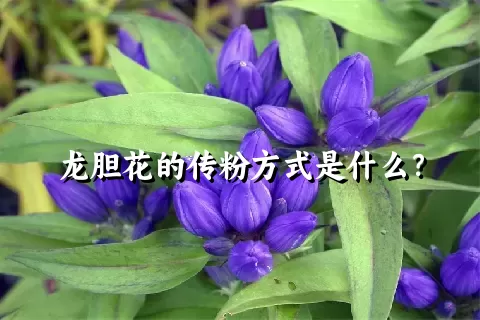龙胆花的传粉方式是什么？