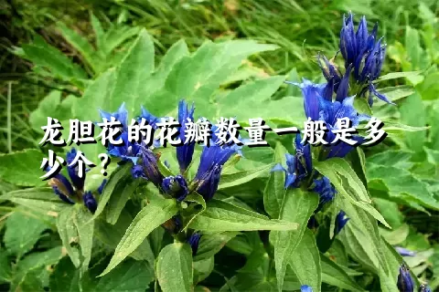 龙胆花的花瓣数量一般是多少个？