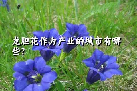 龙胆花作为产业的城市有哪些？