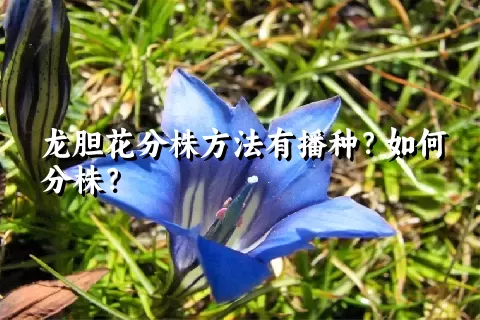龙胆花分株方法有播种？如何分株？