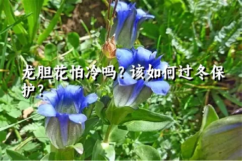 龙胆花怕冷吗？该如何过冬保护？