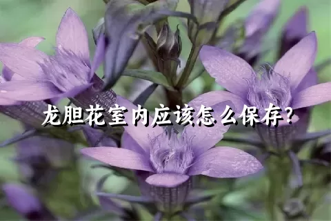 龙胆花室内应该怎么保存？