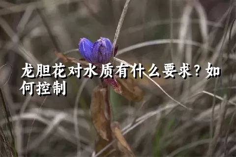 龙胆花对水质有什么要求？如何控制
