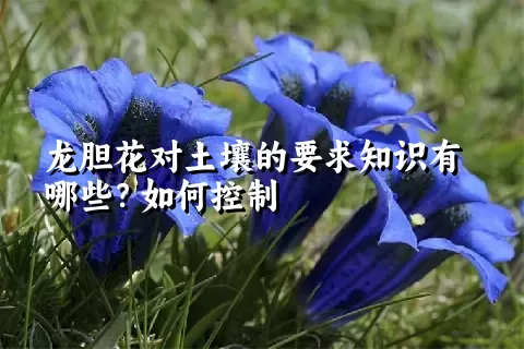 龙胆花对土壤的要求知识有哪些？如何控制