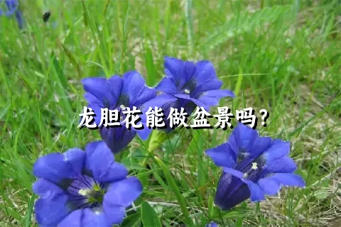 龙胆花能做盆景吗？