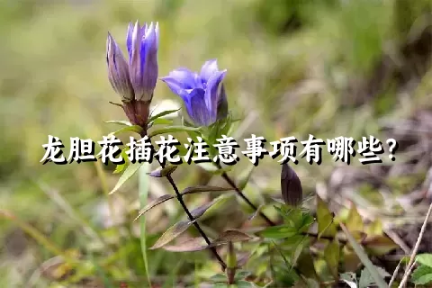 龙胆花插花注意事项有哪些？