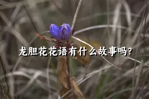 龙胆花花语有什么故事吗？