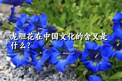 龙胆花在中国文化的含义是什么？
