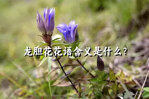 龙胆花花语含义是什么？