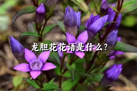 龙胆花花语是什么？