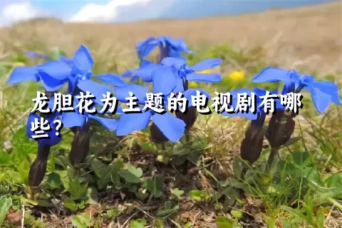 龙胆花为主题的电视剧有哪些？