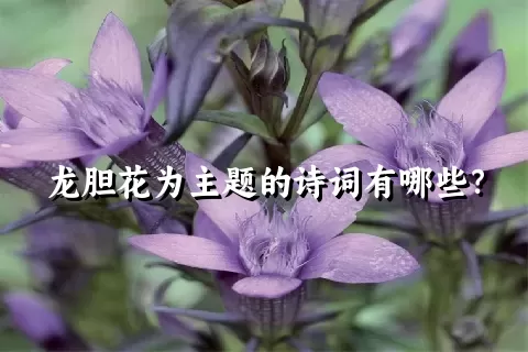 龙胆花为主题的诗词有哪些？