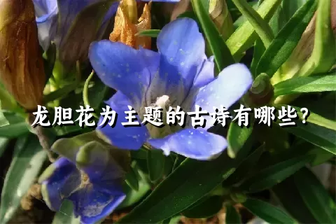 龙胆花为主题的古诗有哪些？