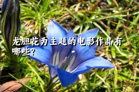龙胆花为主题的电影作品有哪些？