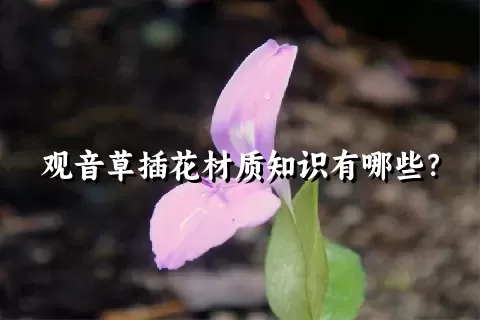 观音草插花材质知识有哪些？