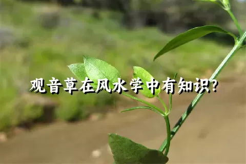 观音草在风水学中有知识？