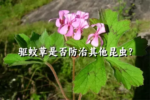 驱蚊草是否防治其他昆虫？