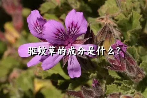 驱蚊草的成分是什么？