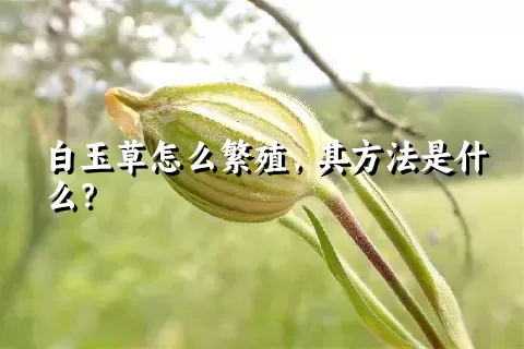 白玉草怎么繁殖，其方法是什么？