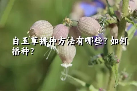 白玉草播种方法有哪些？如何播种？