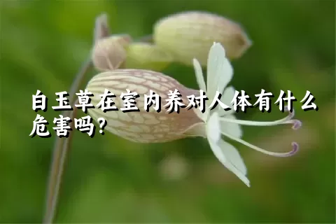 白玉草在室内养对人体有什么危害吗？