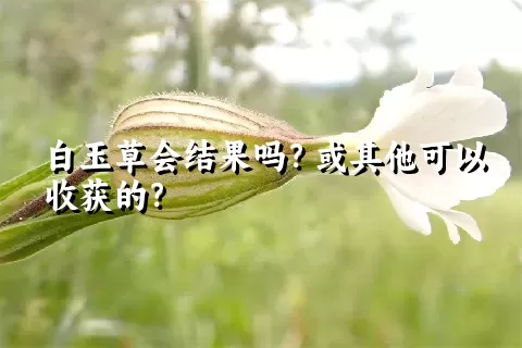 白玉草会结果吗？或其他可以收获的？
