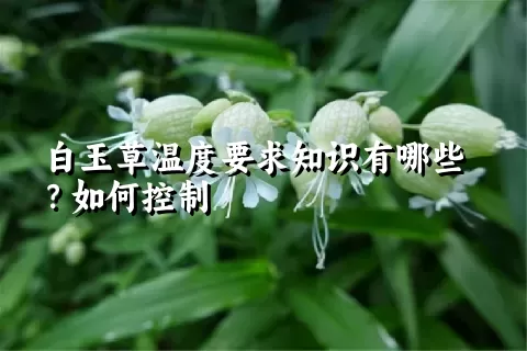 白玉草温度要求知识有哪些？如何控制