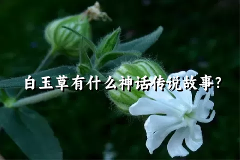 白玉草有什么神话传说故事？