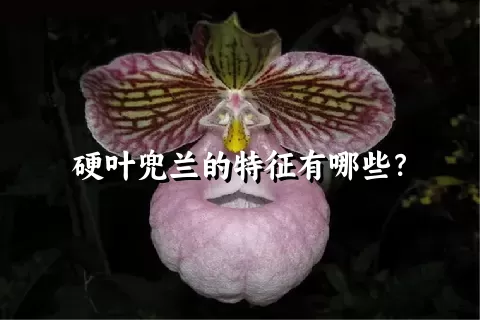 硬叶兜兰的特征有哪些？