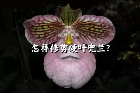 怎样修剪硬叶兜兰？