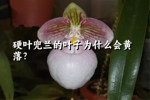 硬叶兜兰的叶子为什么会黄落？