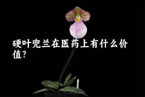 硬叶兜兰在医药上有什么价值？