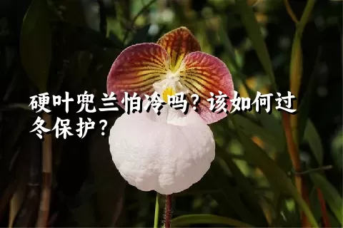 硬叶兜兰怕冷吗？该如何过冬保护？