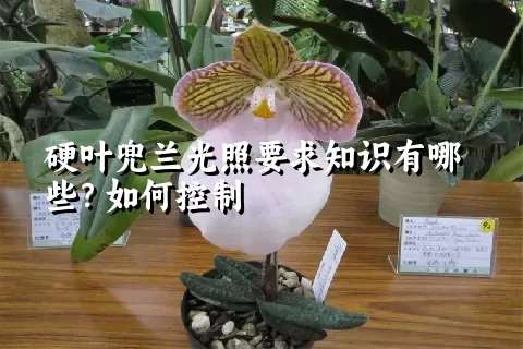 硬叶兜兰光照要求知识有哪些？如何控制