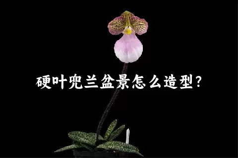 硬叶兜兰盆景怎么造型？