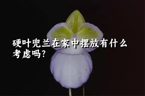 硬叶兜兰在家中摆放有什么考虑吗？