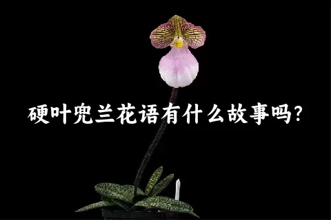 硬叶兜兰花语有什么故事吗？