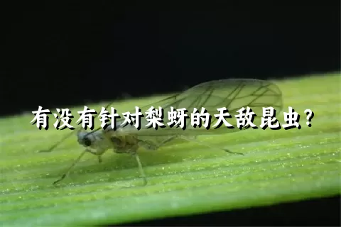 有没有针对梨蚜的天敌昆虫？