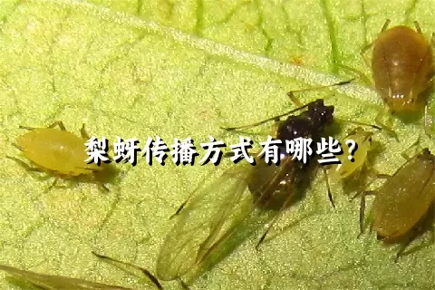梨蚜传播方式有哪些？