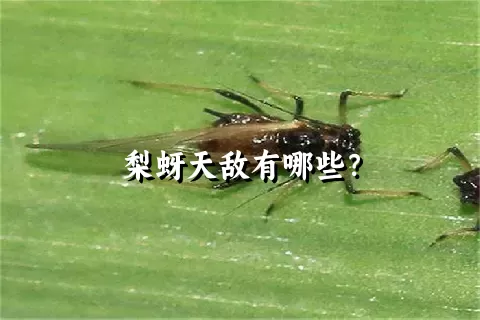 梨蚜天敌有哪些？