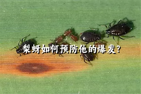 梨蚜如何预防他的爆发？